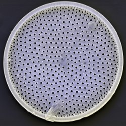 Diatom  Diatoms are a major group of eukaryotic algae and are one of the most common types of phytoplankton. Field-of-View: 95x95 micron : Diatom
