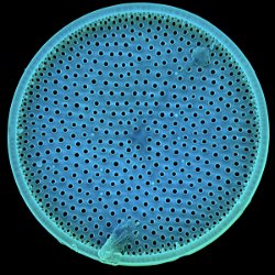 Diatom  Diatoms are a major group of eukaryotic algae and are one of the most common types of phytoplankton. Field-of-View: 95x95 micron : Diatom