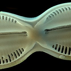 Diatom  Diatoms are a major group of eukaryotic algae and are one of the most common types of phytoplankton. Field-of-View: 100x35 micron : Diatom