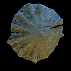 Fossil Shells  Brachiopod (Isocrania costata) Field-of-View: 2240x2240 micron