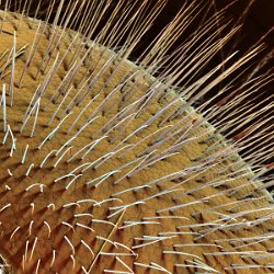 Honeybee (Apis mellifera)  Honey-bee, composit eye. Field-of-View: 2526 x 2526 micron : honeybee, apis mellifera, eye, composite