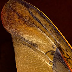 Honeybee (Apis mellifera)  Wing. Field-of-View: 2184x2620 micron : honeybee, apis mellifera, wing