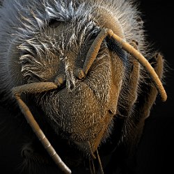 Honeybee (Apis mellifera)  Head Field-of-View: 5076x4908 micron : honeybee, apis mellifera, head