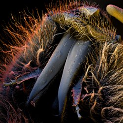 Honeybee (Apis mellifera)  Mantible and glossa Field-of-View: 2730x2730 micron : honeybee, apis mellifera, mantible, glossa