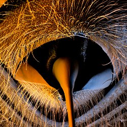 Honeybee (Apis mellifera)  Sting Field-of-View: 1300 x 1821 micron : honeybee, apis mellifera, sting