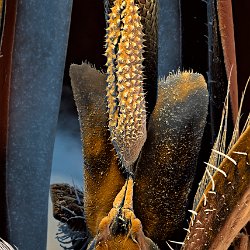 Honeybee (Apis mellifera)  Glossa Field-of-View: 873x1222 micron : honeybee, apis mellifera, glossa