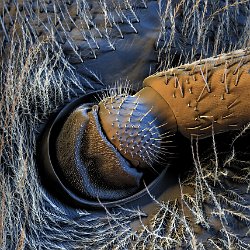 Honeybee (Apis mellifera)  Antennae Field-of-View: 1043 x 745 micron : honeybee, apis mellifera, antennae