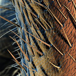 Honeybee (Apis mellifera)  Antennae Field-of-View: 264 x 369 micron : honeybee, apis mellifera, antennae