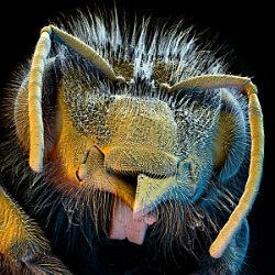 Honeybee (Apis mellifera)  Head Field-of-View: 4224 x 4224 micron : honeybee, apis mellifera, head
