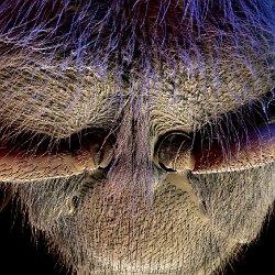 Honeybee (Apis mellifera)  Head (nicknamed "John Lennon") Field-of-View: 2503 x 3504 micron : honeybee, apis mellifera, head