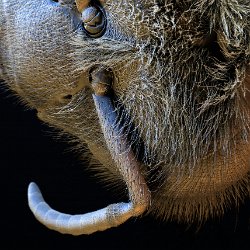 Honeybee (Apis mellifera)  Head Field-of-View: 2503 x 3504 micron : honeybee, apis mellifera, head