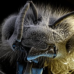 Honeybee (Apis mellifera)  Head Field-of-View: 3095 x 3714 micron : honeybee, apis mellifera, head