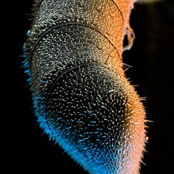 Honeybee (Apis mellifera)  Antennae Field-of-View: 386 x 463 micron : honeybee, apis mellifera, antennae