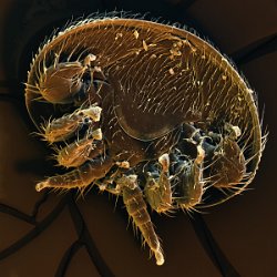 Honeybee (Apis mellifera)  Varroa mite Field-of-View: 1543x1543 micron : honeybee, apis mellifera, varroa, mite