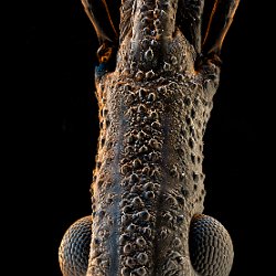 Assassin bug  Field-of-View: 2160x4672 micron : assassin bug, bug
