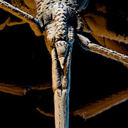 Assassin bug  Field-of-View: 2777x5718 micron : assassin bug, bug