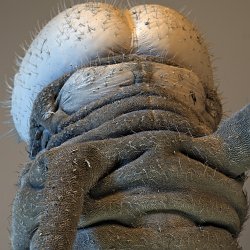 Euploea caterpillar  Field-of-View: 3557 x 4268 micron : euploea, caterpillar