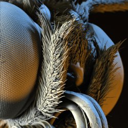 Greta oto  Glass wing butterfly, composite eye Field-of-View: 2012 x 2012 micron : greta, oto, greta oto, glass wing butterfly, butterfly, eye, composite eye