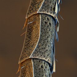 Greta oto  Glass wing butterfly antennae Field-of-View: 503x503 micron : greta, oto, greta oto, glass wing butterfly, butterfly: antennae