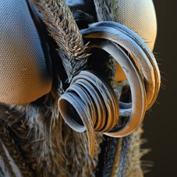 Greta oto  Glass wing butterfly proboscis Field-of-View: 2236 x 2236 micron : greta, oto, greta oto, glass wing butterfly, butterfly, proboscis