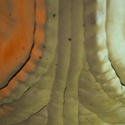 Greta oto  Glass wing butterfly cocon Field-of-View: 2134 x 4267 micron : greta, oto, greta oto, glass wing butterfly, butterfly, cocon