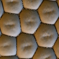 Greta oto  Glass wing butterfly composite eye Field-of-View: 143x80 micron : greta, oto, greta oto, glass wing butterfly, butterfly, eye, composite eye