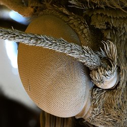 Greta oto  Glass wing butterfly composite eye Field-of-View: 4600 x 2580 micron : greta, oto, greta oto, glass wing butterfly, butterfly, eye, composite eye