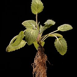 Clary sage (Salvia sclarea)  Clary is a biennial herb that has a strong odour. Field-of-View: 200x300 micron : plant, herb, botanical garden, wuerzburg, clary