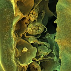 Gingko leaf  Broken cells Field-of-View: 107x107 micron : Gingko, biloba, plant, cell, crosscut