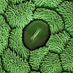 Coltsfoot  Stomata Field-of-View: 66x66 micron : Coltsfoot, stomata, plant