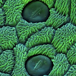 Coltsfoot  Stomata Field-of-View: 66x66 micron : Coltsfoot, stomata, plant