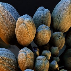 Horseradish  Young flower Field-of-View: 3686x5160 micron : horseraddish, plant, flower