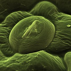 Common Sorrel  Stomata Field-of-View: 53x53 micron : so0rrel, common sorrel, plant, stomata