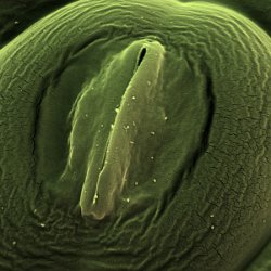 Common Sorrel  Stomata Field-of-View: 27x27 micron : so0rrel, common sorrel, plant, stomata