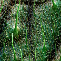 Borage  Leaf underside Field-of-View: 2990 x 4187 micron : borage, plant, leaf, underside