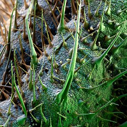 Borage  Leaf underside Field-of-View: 1490x2087 micron : borage, plant, leaf, underside