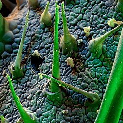 Borage  Leaf underside Field-of-View: 443 x 620 micron : borage, plant, leaf, underside