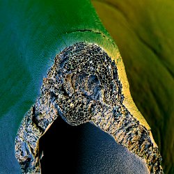 Broccoli  Crosscut leaf Field-of-View: 886 x 1240 micron : broccoli, leaf, cells, stomata