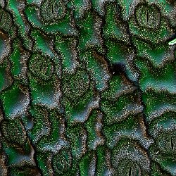 Flax (Linnen)  Leaf upperside Field-of-View: 236x369 micron : falx, linnen, plant, leaf, upperside, wax, cristals, stomata