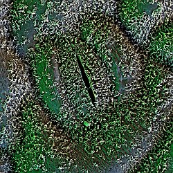 Flax (Linnen)  Leaf upperside Field-of-View: 66 x 92 micron : falx, linnen, plant, leaf, upperside, wax, cristals, stomata