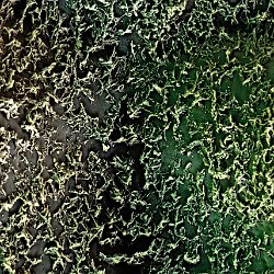 Flax (Linnen)  Leaf upperside Field-of-View: 33x46 micron : falx, linnen, plant, leaf, upperside, wax, cristals, stomata