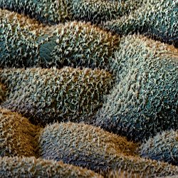 Flax (Linnen)  Leaf upperside Field-of-View: 66 x 92 micron : falx, linnen, plant, leaf, upperside, wax, cristals, stomata