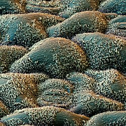 Flax (Linnen)  Leaf upperside Field-of-View: 93 x 130 micron : falx, linnen, plant, leaf, upperside, wax, cristals, stomata