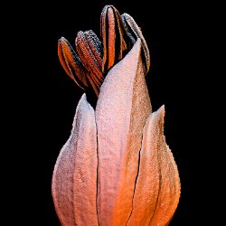 Flax (Linnen)  Leaf upperside Field-of-View: 6166 x 8632 micron : falx, linnen, plant, leaf, upperside, wax, cristals