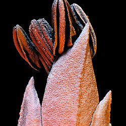 Flax (Linnen)  Leaf upperside Field-of-View: 6166 x 8632 micron : falx, linnen, plant, leaf, upperside, wax, cristals