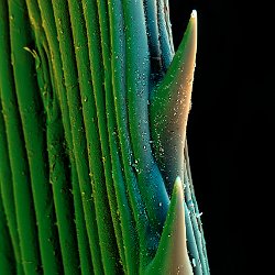 Grass  Leaf with wax cristals Field-of-View: 135x189 micron : grass, leaf, wax, cristals