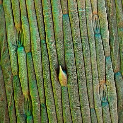 Grass  Leaf with wax cristals Field-of-View: 271 x 380 micron : grass, leaf, wax, cristals