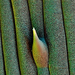 Grass  Leaf with wax cristals Field-of-View: 68x94 micron : grass, leaf, wax, cristals