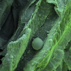 Marsh Mallow Cells  Broken-up cells Field-of-View: 32x45 micron : plant, herb, botanical garden, wuerzburg, Althea officinalis, marsh mallow