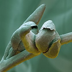 Taragon  Field-of-View: 1651x3093 micron : plant, herb, botanical garden, wuerzburg, tarragon, artemisia